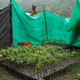Farmers have developed cheap and fast methods to grow weed, for example, using cuttings to create new plants, as shown here, instead of collecting and sowing seeds.